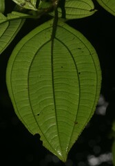 Henriettea flavescens