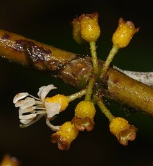 Henriettea flavescens