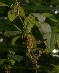 Henriettea flavescens