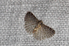 Alucita phricodes