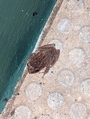 Eleutherodactylus coqui