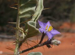 Solanum cleistogamum