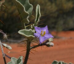 Solanum cleistogamum
