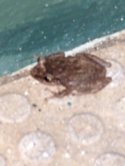 Eleutherodactylus coqui