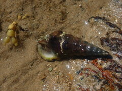 Pyrazus ebeninus