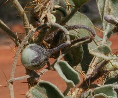 Solanum cleistogamum