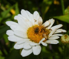 Leucanthemum × superbum
