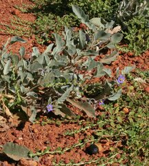 Solanum cleistogamum