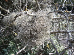 Tornabea scutellifera