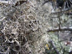 Tornabea scutellifera