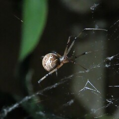 Latrodectus geometricus