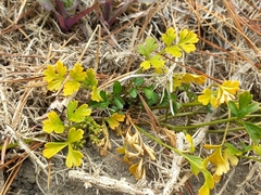 Apium prostratum filiforme