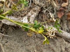 Apium prostratum filiforme