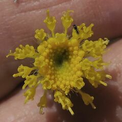 Leptorhynchos elongatus