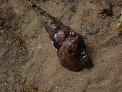 Pyrazus ebeninus