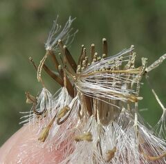 Leptorhynchos elongatus