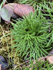Diphasiastrum complanatum