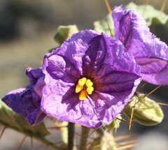Solanum petrophilum