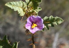 Solanum petrophilum