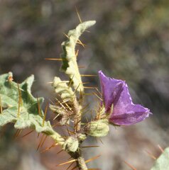 Solanum petrophilum