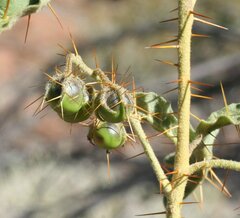 Solanum petrophilum