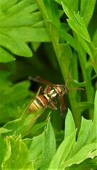 Polistes stigma