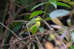 Todirostrum poliocephalum