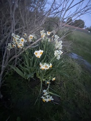 Narcissus tazetta