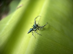 Cosmophasis micarioides