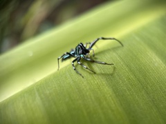 Cosmophasis micarioides