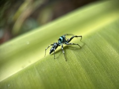 Cosmophasis micarioides