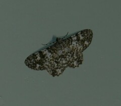 Thallogama corticola