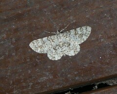 Thallogama corticola