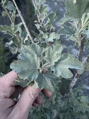 Malacothamnus fasciculatus nuttallii