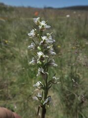 Prasophyllum candidum