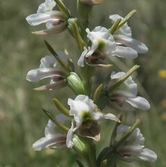 Prasophyllum candidum