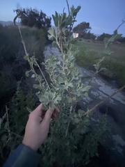 Malacothamnus fasciculatus nuttallii