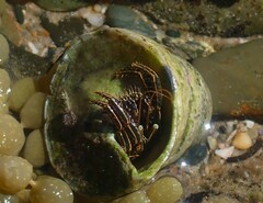 Clibanarius taeniatus