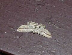 Euphronarcha luxaria