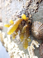 Splachnidium rugosum