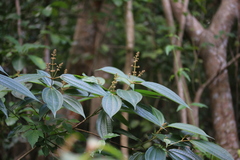 Miconia laevigata