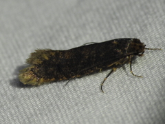 Cephitinea obscurostrigella