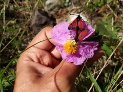 Zygaena graslini