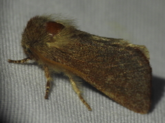 Psaphida styracis