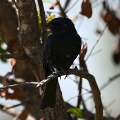 Melaenornis pammelaina