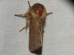 Psaphida styracis