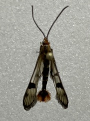 Synanthedon acerni