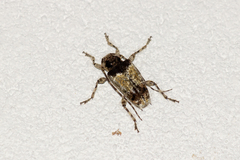 Zikanita perpulchra