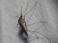 Culiseta inornata