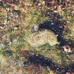 Dolabrifera nicaraguana